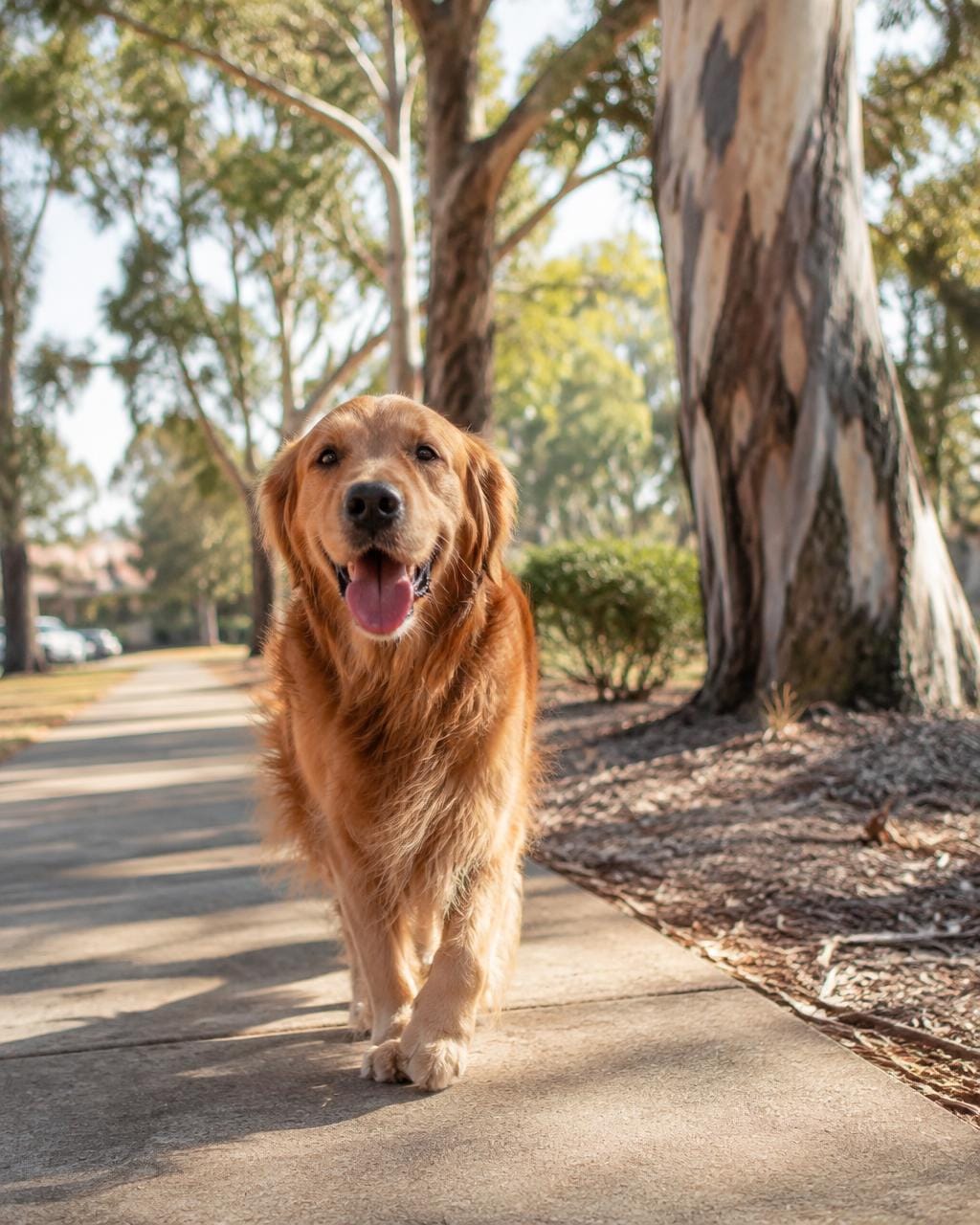 Golden retriever walking along a sunny suburban footpath under gum trees